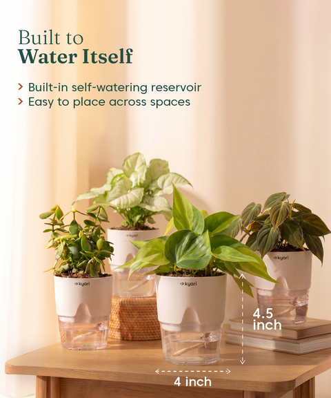 Air Purifying Combo - Set of 4 Self Watering Plants