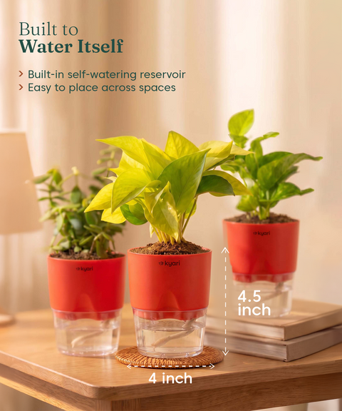 Good Luck Trio - Set of 3 Vastu Aligned Self Watering Plants