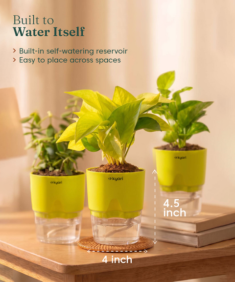 Good Luck Trio - Set of 3 Vastu Aligned Self Watering Plants