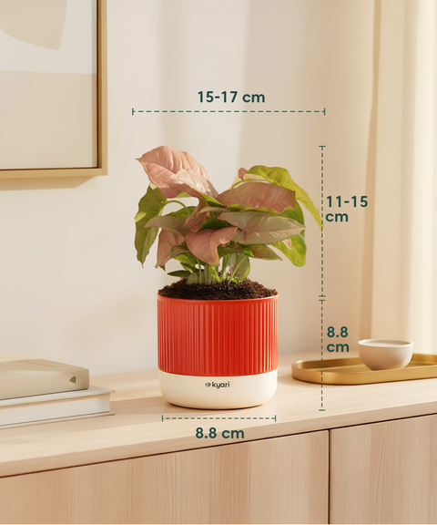 Syngonium Pink Plant with Mylo Self Watering Pot -  Cred Offer