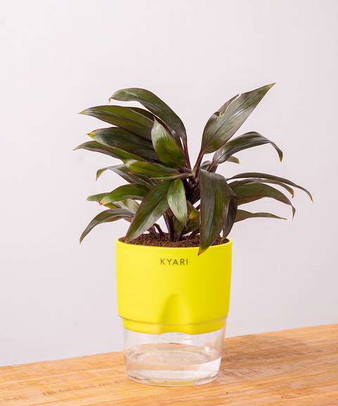 Dracaena Compacta Plant with self watering pot - Cred