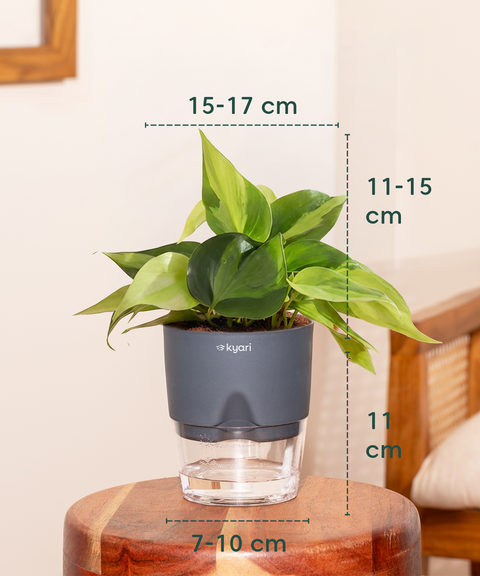 Philodendron Oxycardium Plant With Self Watering Pot