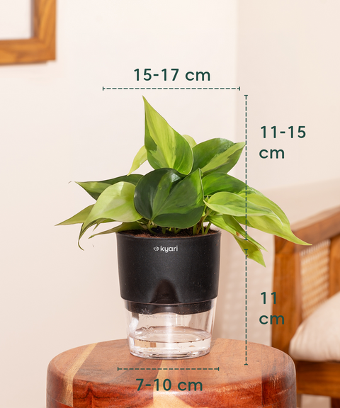 Philodendron Oxycardium Plant With Self Watering Pot