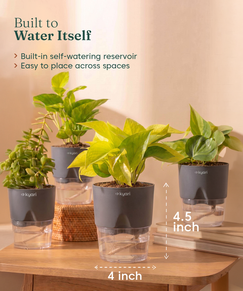 Low Maintenance Combo - Set of 4 Self Watering Plants