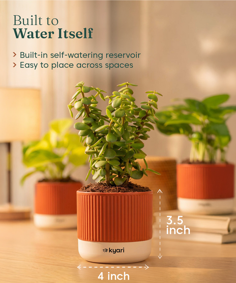 Lucky Plants Combo - Set of 3 Self Watering Plants