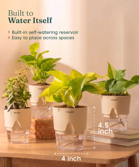 Low Maintenance Combo - Set of 4 Self Watering Plants