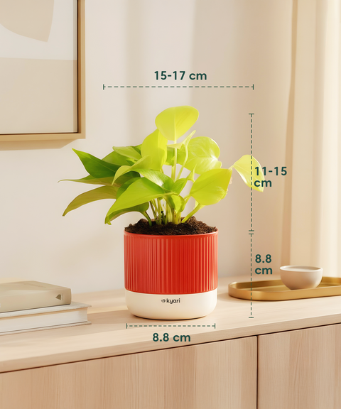 Lucky Money Plant Combo