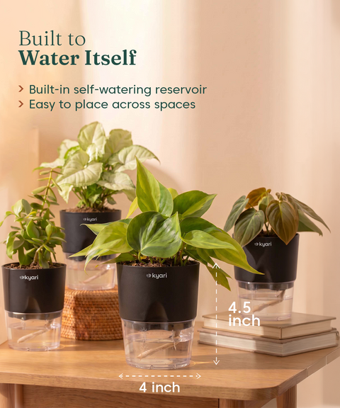 Air Purifying Combo - Set of 4 Self Watering Plants