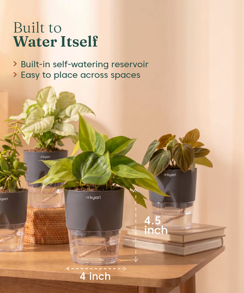 Air Purifying Combo - Set of 4 Self Watering Plants