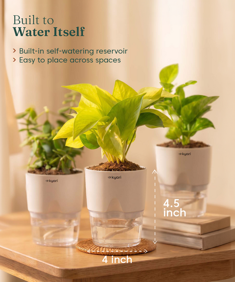 Good Luck Trio - Set of 3 Vastu Aligned Self Watering Plants