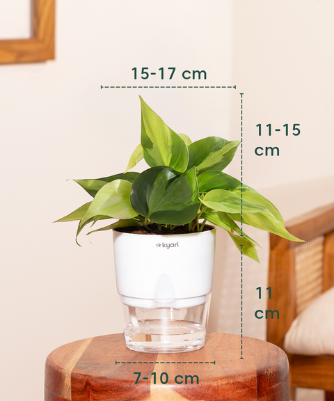 Philodendron Oxycardium Plant With Self Watering Pot
