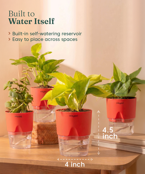 Low Maintenance Combo - Set of 4 Self Watering Plants