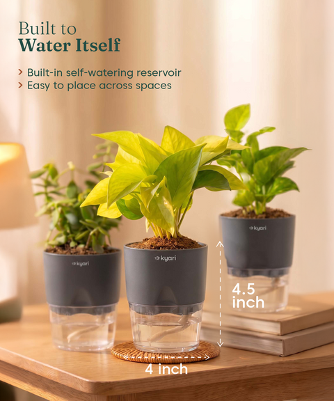 Good Luck Trio - Set of 3 Vastu Aligned Self Watering Plants