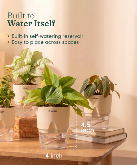 Air Purifying Combo - Set of 4 Self Watering Plants