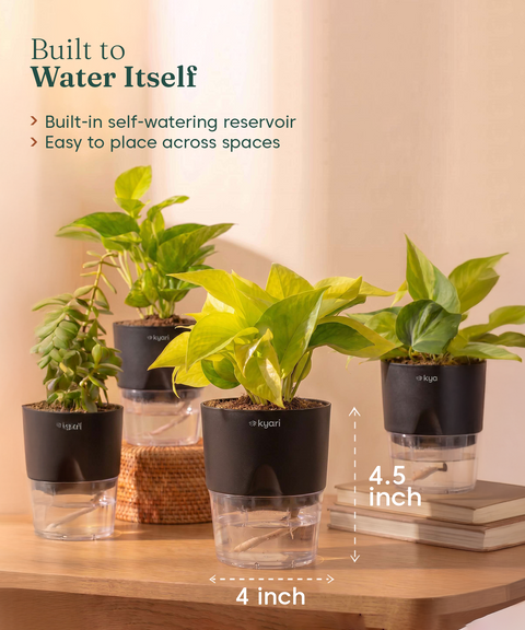 Low Maintenance Combo - Set of 4 Self Watering Plants