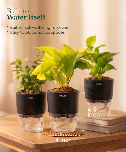 Good Luck Trio - Set of 3 Vastu Aligned Self Watering Plants