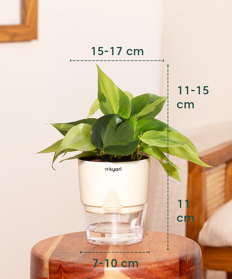 Philodendron Oxycardium Plant With Self Watering Pot