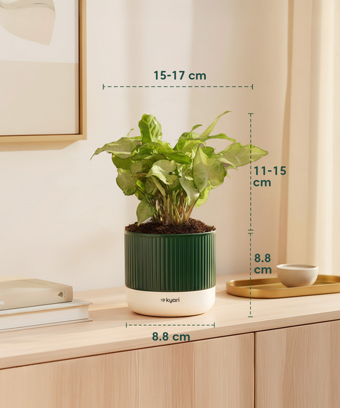 Syngonium Pixie White Plant with Mylo Self Watering Pot