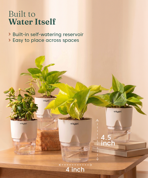Low Maintenance Combo - Set of 4 Self Watering Plants