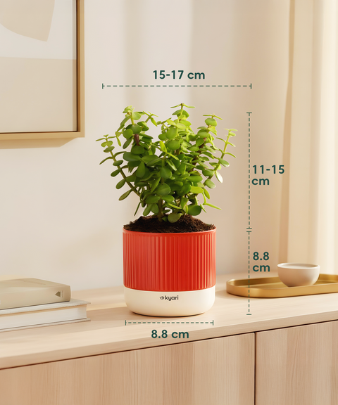 Stress Relief Indoor Plant Combo