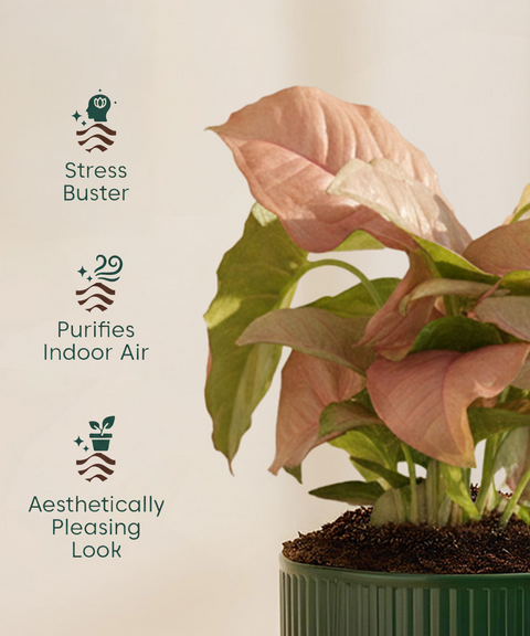 Syngonium Pink Plant with Mylo Self Watering Pot -  Cred Offer