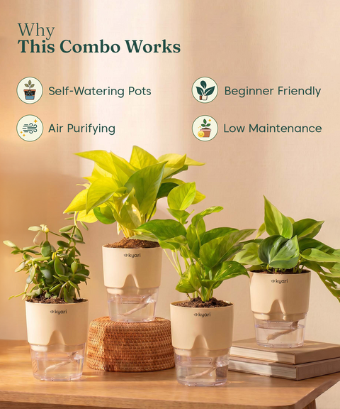 Low Maintenance Combo - Set of 4 Self Watering Plants