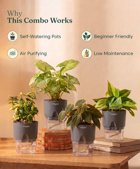 Air Purifying Combo - Set of 4 Self Watering Plants