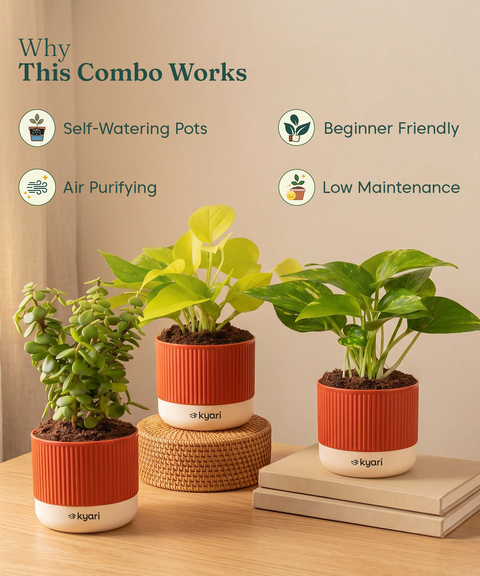 Lucky Plants Combo - Set of 3 Self Watering Plants