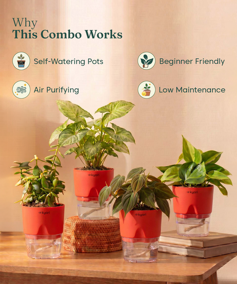 Air Purifying Combo - Set of 4 Self Watering Plants