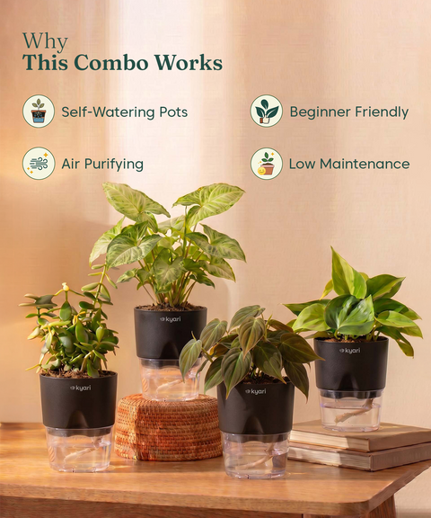 Air Purifying Combo - Set of 4 Self Watering Plants