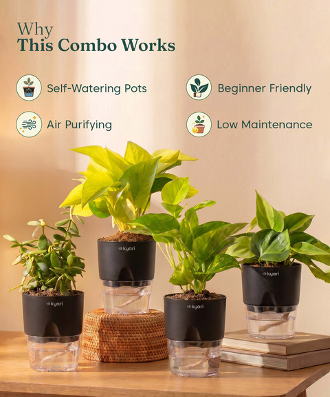 Low Maintenance Combo - Set of 4 Self Watering Plants