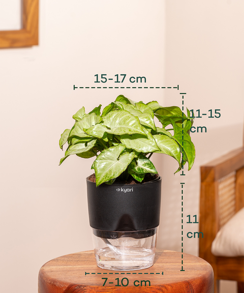 Work Desk Air Purifying Combo