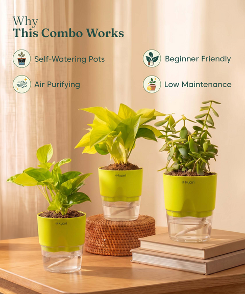 Good Luck Trio - Set of 3 Vastu Aligned Self Watering Plants