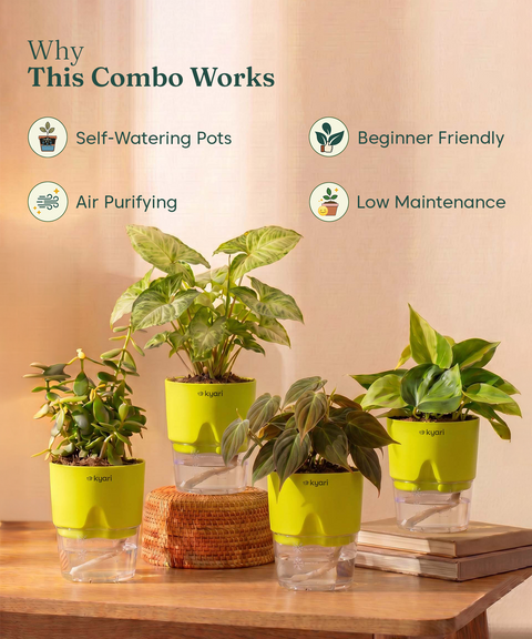 Air Purifying Combo - Set of 4 Self Watering Plants