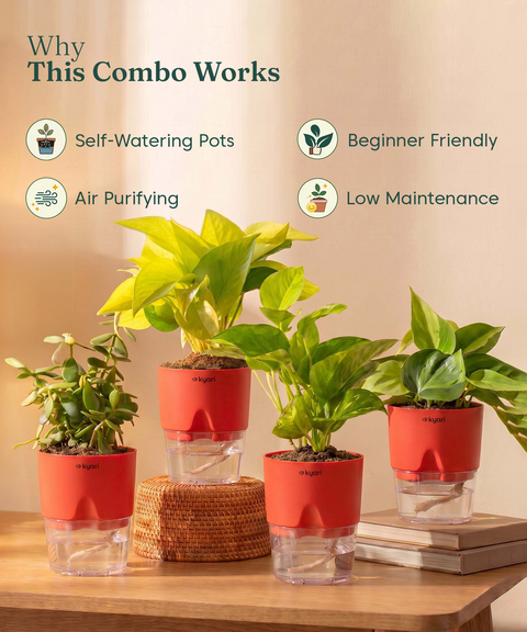 Low Maintenance Combo - Set of 4 Self Watering Plants