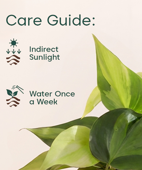 Philodendron Oxycardium Plant With Self Watering Pot