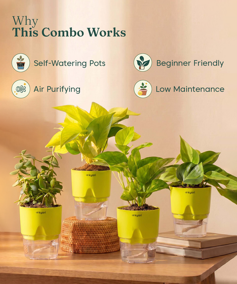 Low Maintenance Combo - Set of 4 Self Watering Plants