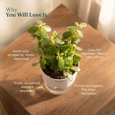 Lucky Jade Plant With Self Watering Pot