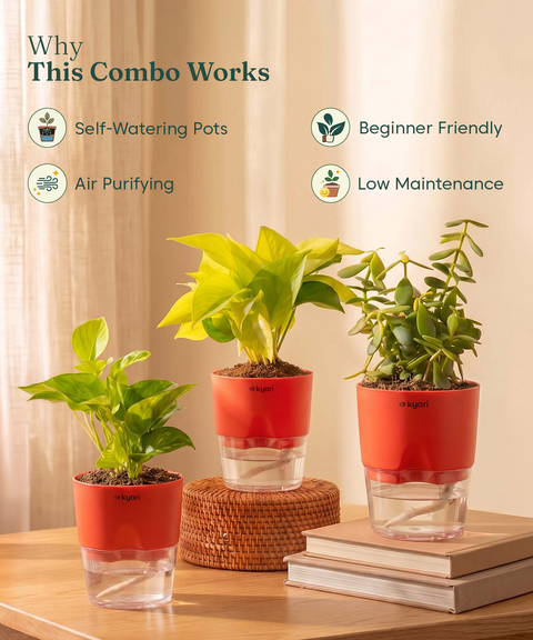 Good Luck Trio - Set of 3 Vastu Aligned Self Watering Plants