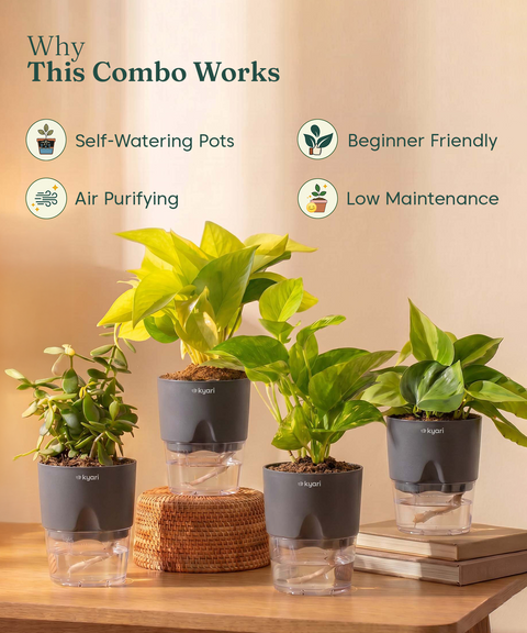 Low Maintenance Combo - Set of 4 Self Watering Plants