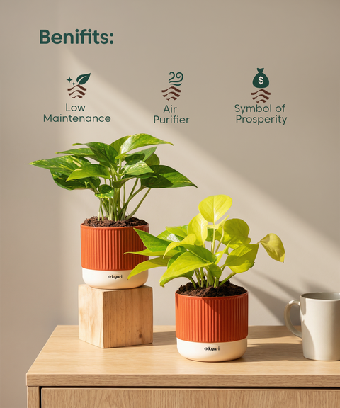 Lucky Money Plant Combo