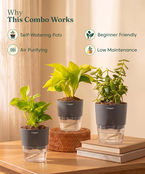 Good Luck Trio - Set of 3 Vastu Aligned Self Watering Plants