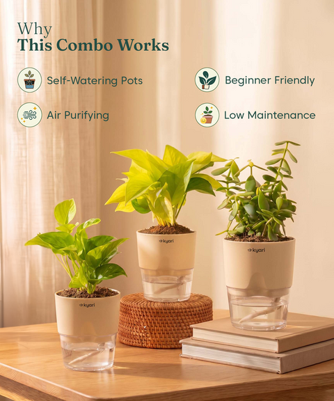 Good Luck Trio - Set of 3 Vastu Aligned Self Watering Plants