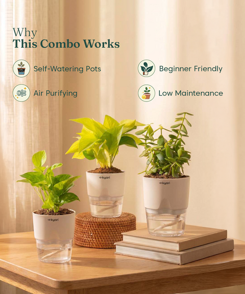 Good Luck Trio - Set of 3 Vastu Aligned Self Watering Plants