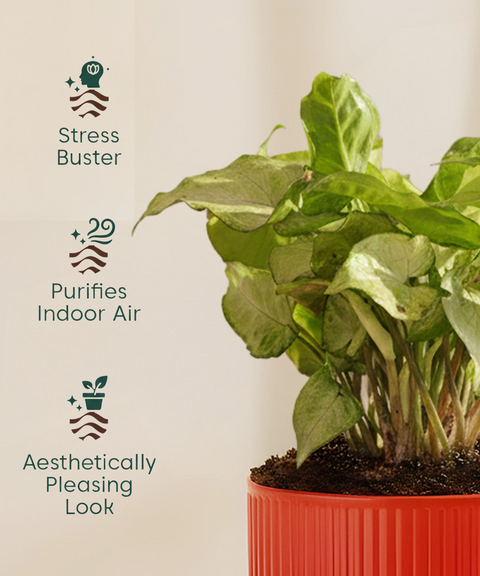 Syngonium Pixie White Plant with Mylo Self Watering Pot