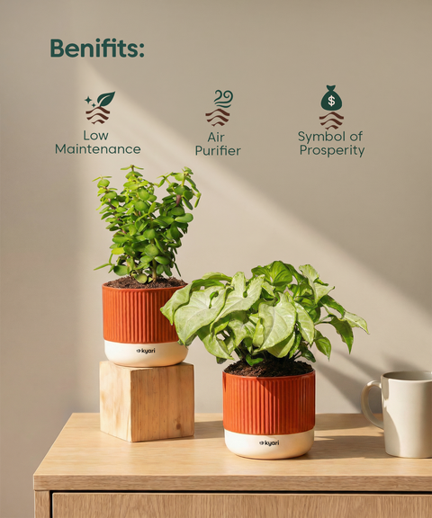 Low Maintenance Starter Plant Combo