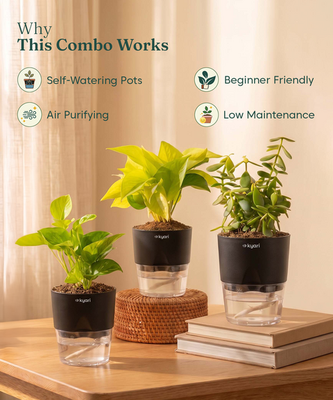Good Luck Trio - Set of 3 Vastu Aligned Self Watering Plants