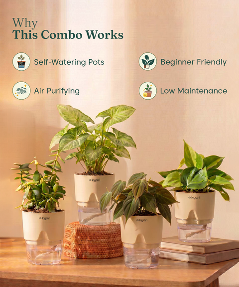 Air Purifying Combo - Set of 4 Self Watering Plants