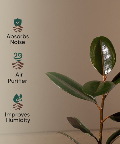 Black Rubber with Zen Metal Planter
