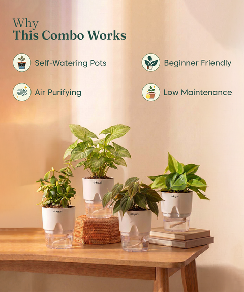 Air Purifying Combo - Set of 4 Self Watering Plants